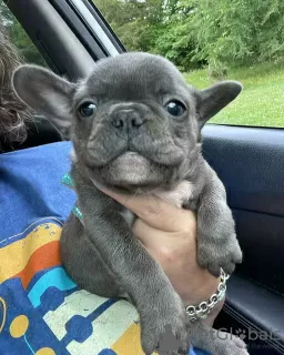 Photo №3. Beautiful french bulldog puppies. Lithuania