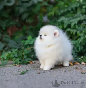 Photo №3. Pomeranian Spitz puppies. Germany