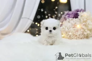 Additional photos: Maltese , 1 months old