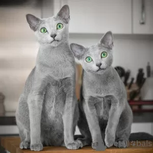 Photo №2 to announcement № 125936 for the sale of russian blue - buy in United Kingdom private announcement, breeder