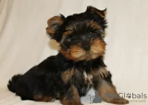 Additional photos: Yorkshire Terrier puppies for sale