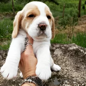 Photo №2 to announcement № 128470 for the sale of beagle - buy in Germany private announcement