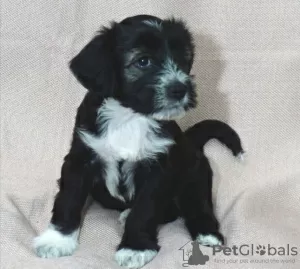 Additional photos: Tibetan terrier puppies.