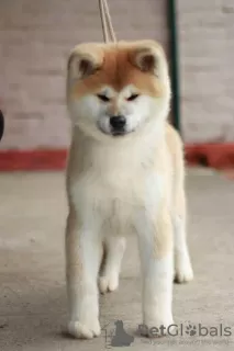 Additional photos: Akita Inu