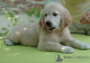 Photo №3. Golden retriver puppy. Ukraine