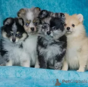 Photo №1. pomeranian - for sale in the city of Berlin | 845$ | Announcement № 73722