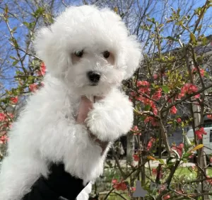 Photo №2 to announcement № 51883 for the sale of bichon frise - buy in Germany private announcement