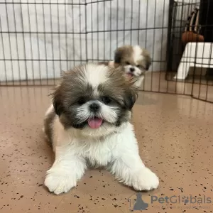 Photo №4. I will sell shih tzu in the city of Illinois City.  - price - 700$