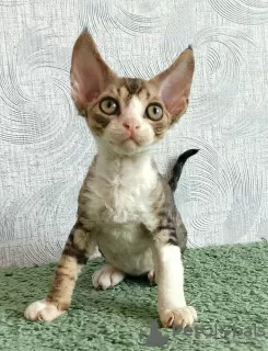 Photo №2 to announcement № 11100 for the sale of devon rex - buy in Russian Federation private announcement