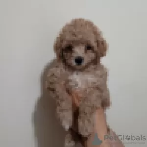 Photo №2 to announcement № 57224 for the sale of poodle (toy) - buy in Ukraine 