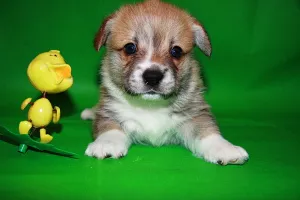 Additional photos: Welsh Corgi puppies