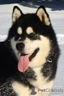 Photo №4. I will sell alaskan malamute in the city of Šid.  - price - negotiated