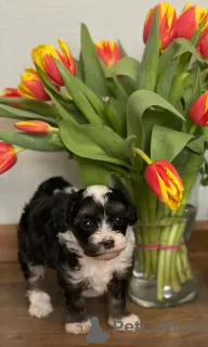 Additional photos: Puppies of a Chinese crested dog