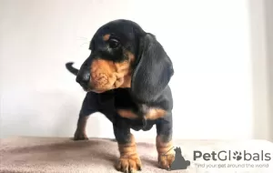 Photo №2 to announcement № 36089 for the sale of dachshund - buy in Lithuania 