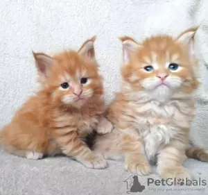 Photo №3. TICA Reg Maine Coon kittens. Germany