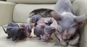 Additional photos: Kittens Don Sphynx gum