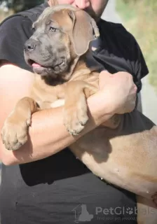 Additional photos: Cane Corso puppies available for sale.