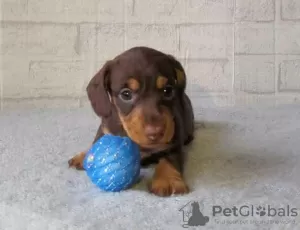 Photo №3. Dachshund puppies. Russian Federation