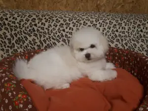 Additional photos: Bichon Frize Puppies