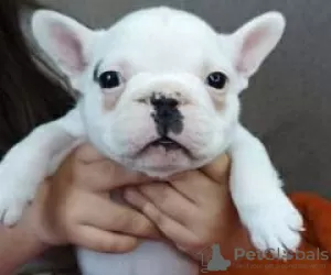 Photo №2 to announcement № 128248 for the sale of french bulldog - buy in Germany private announcement