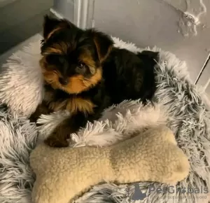 Photo №1. yorkshire terrier - for sale in the city of Качканар | 317$ | Announcement № 13061