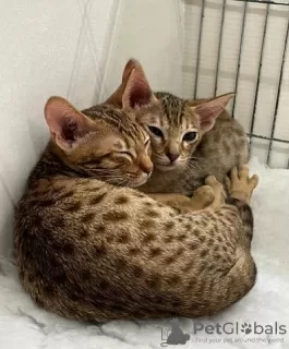 Photo №3. Stunning Ocicat kittens for sale.. Belgium