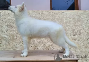 Photo №2 to announcement № 79381 for the sale of berger blanc suisse - buy in Romania breeder