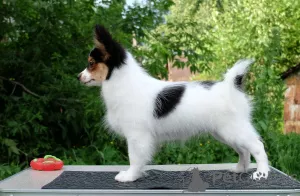 Additional photos: Papillon boy, tricolor