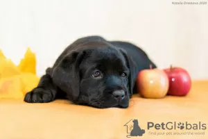 Additional photos: Labrador retriever puppies