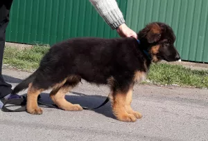 Additional photos: Long haired german shepherd