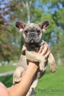 Additional photos: French Bulldog