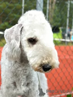 Photo №1. bedlington terrier - for sale in the city of Narva | negotiated | Announcement № 11010