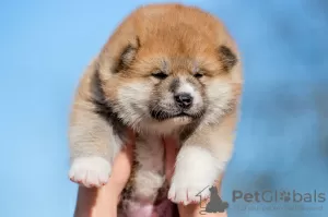 Photo №3. Akita inu puppies. Belarus