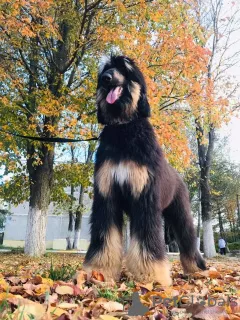 Photo №1. afghan hound - for sale in the city of Москва | negotiated | Announcement № 8043