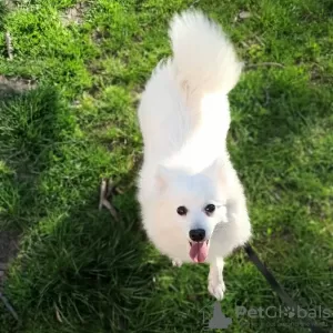 Additional photos: Japanese Spitz puppies