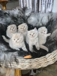 Photo №3. Quality Scottish Fold Kittens. Finland