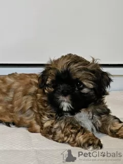 Photo №2 to announcement № 82237 for the sale of shih tzu - buy in United States private announcement