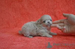 Photo №1. chihuahua - for sale in the city of Yaroslavl | negotiated | Announcement № 7897