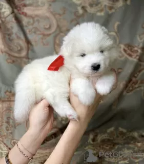 Photo №4. I will sell samoyed dog in the city of Berlin. breeder - price - 846$