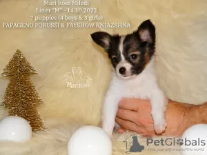 Photo №4. I will sell papillon dog in the city of St. Petersburg. from nursery - price - Is free