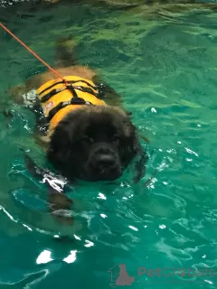 Photo №3. Swimming pool for dogs in Russian Federation