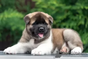 Additional photos: American Akita Puppies