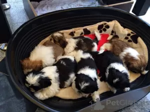 Photo №2 to announcement № 57486 for the sale of shih tzu - buy in Russian Federation private announcement