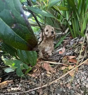 Additional photos: Small Breed Chunky F2 Cockapoo Puppies