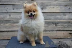 Additional photos: Pomeranian-Pomeranian Boo