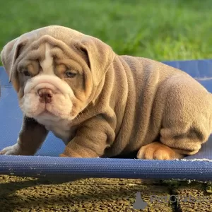 Photo №3. Adorable English bulldog available. Italy