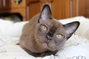 Photo №1. burmese cat - for sale in the city of Dzerzhinsk | Negotiated | Announcement № 1368