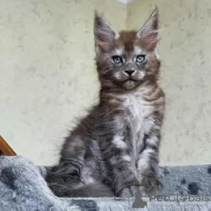 Photo №1. maine coon - for sale in the city of Гриндельвальд | Is free | Announcement № 129233