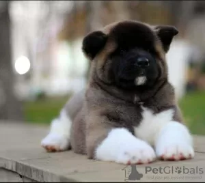 Photo №2 to announcement № 76749 for the sale of american akita - buy in Kazakhstan breeder