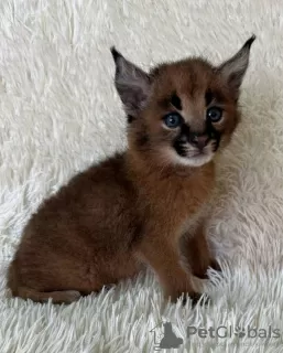 Photo №4. I will sell caracal in the city of Houston. private announcement, from nursery, from the shelter - price - negotiated